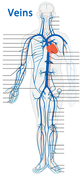 Human Anatomy Review and Question Database