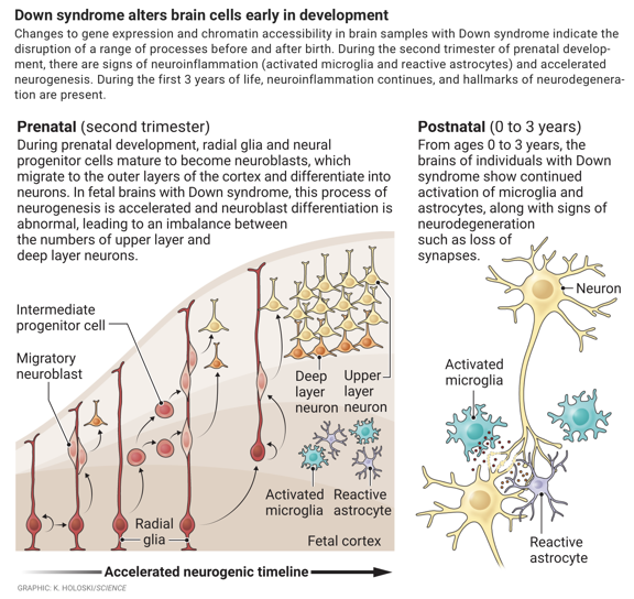 Down syndrome brain cell development