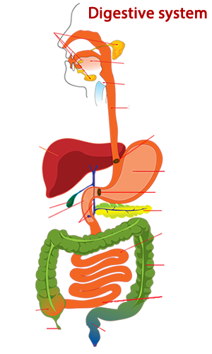 Digestive system diagram without labels