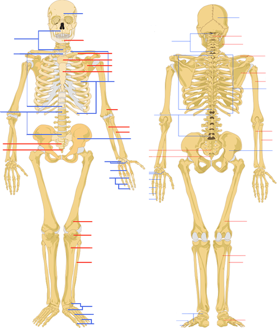 skeleton diagrams