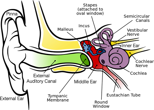 Ear diagram