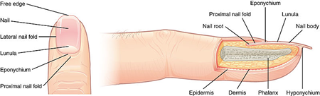 Fingernail diagram