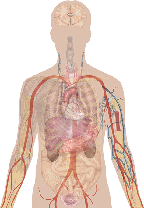 Human body diagram