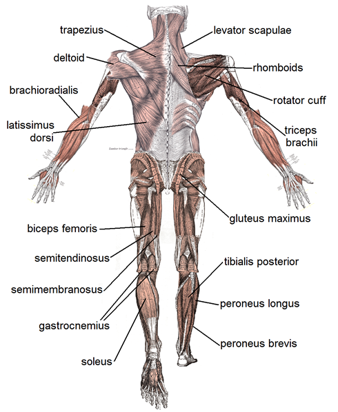 Muscles back view diagram