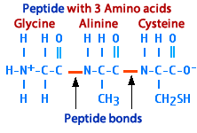 Peptide bond formulas