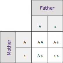 Punnett Square example as x as