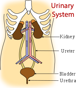 Urinary System diagram