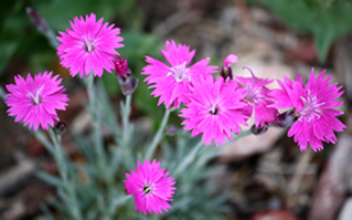 Pink flower image