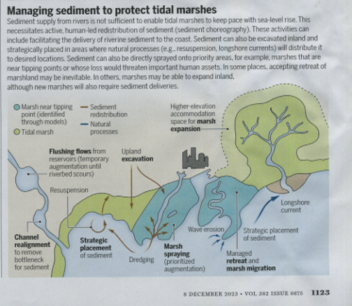 Managing sediment to protect tidal marshes