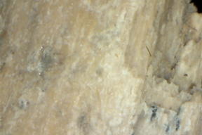 Bone or Bark 50x