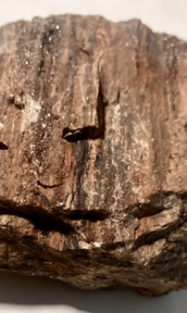 Bottom view