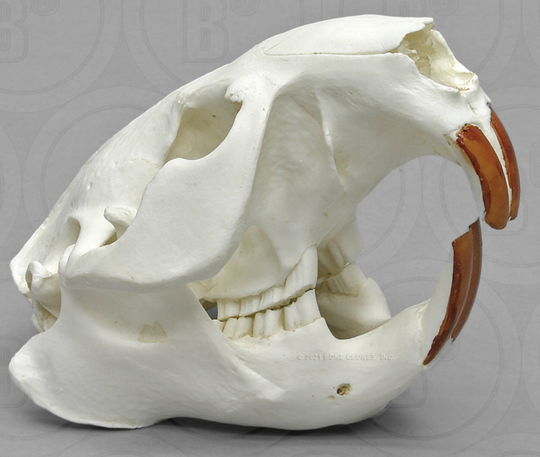 Beaver skull