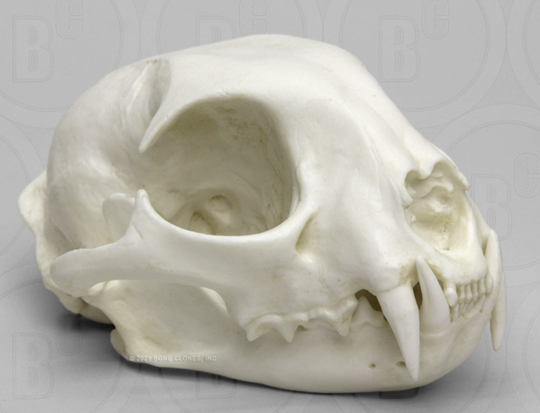 Bobcat skull