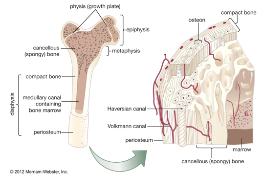 Bone structure