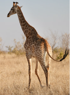 Giraffe