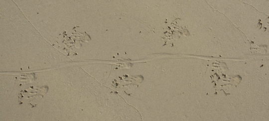 Iguna footprints and tail print