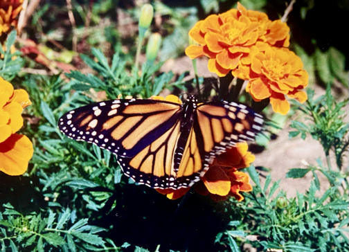 Monarch butterfly