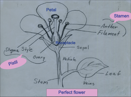 Perfect flower