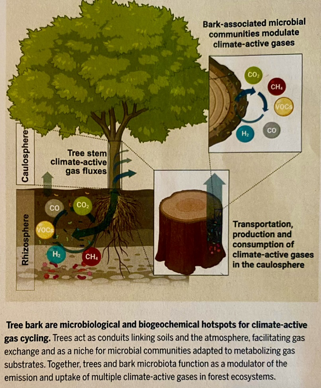 Trees and greenhouse gases