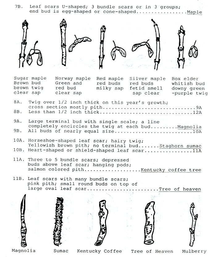 Twig identificatin guide page 2