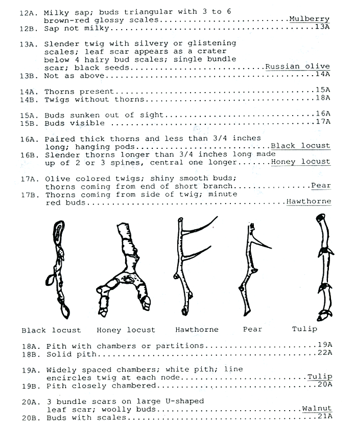 Twig identificatin guide page 3
