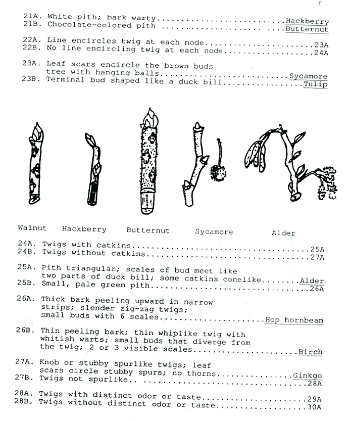 Twig identificatin guide page 4