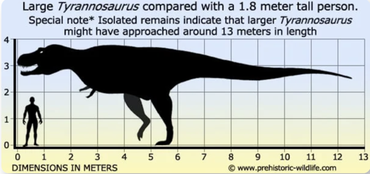 Tyrannosaurus Scale