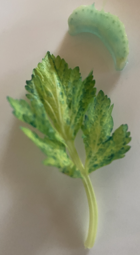 Celery leaf close-up and stalk cross section