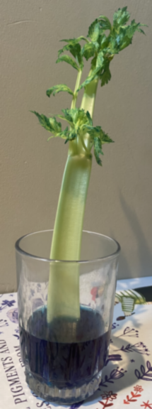 Celery after two days