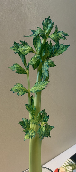 Celery after three days