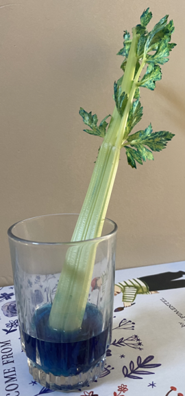 Celery after four days