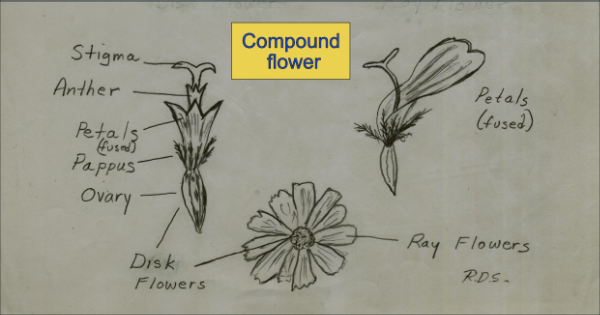 Compound flowers diagrams