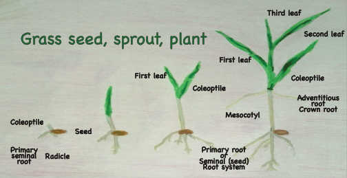 Grass seed, sprout, plant diagram