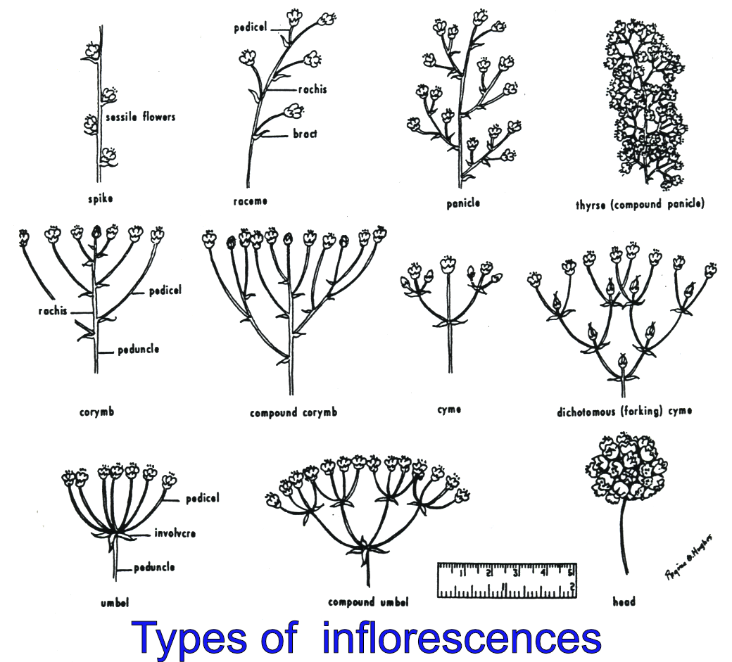 Types of inflorscence