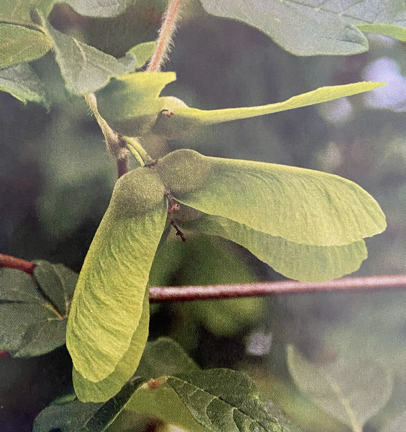 Maple seed on tree