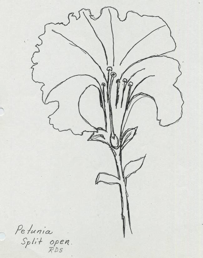 Petunia split open