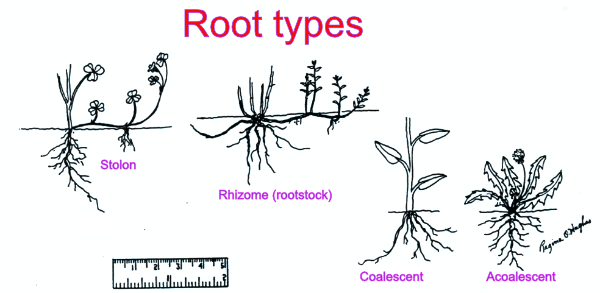 Root types