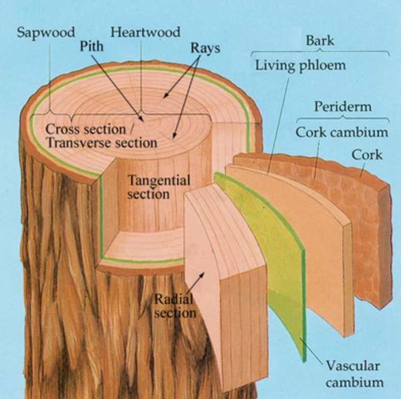 Tree trunk anatomy