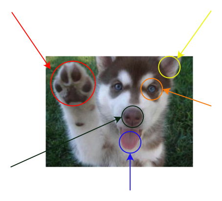 Dog five senses