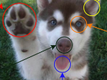 Dog Senses image