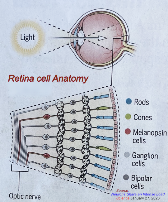 Retina cells anatomy