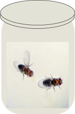 two fruit fliesin a jar