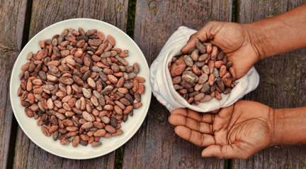 Cocao beans