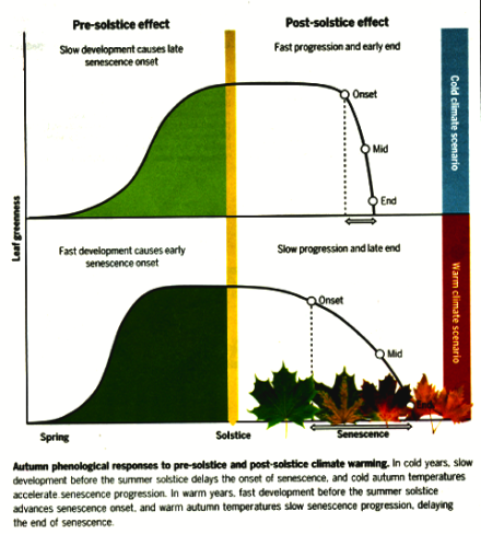 Climate change and leaf senescence